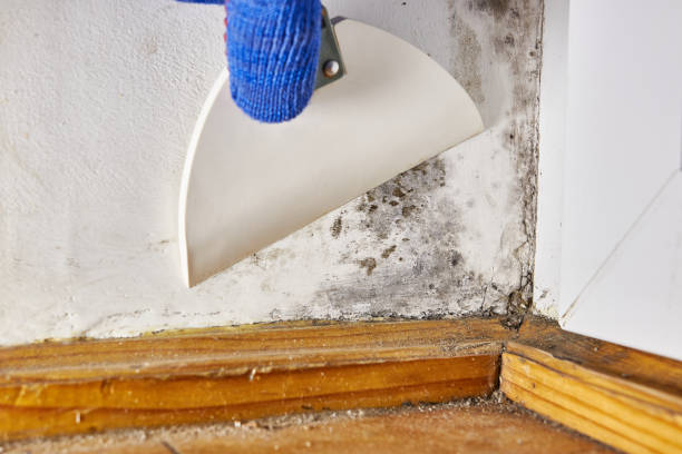 Best Dehumidification Services  in Quinebaug, CT
